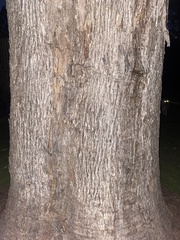 Eucalyptus moluccana