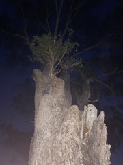 Eucalyptus moluccana