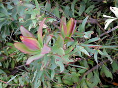 Leucadendron cordatum