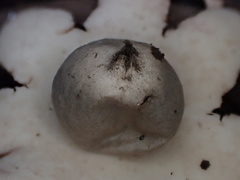 Geastrum litchiforme