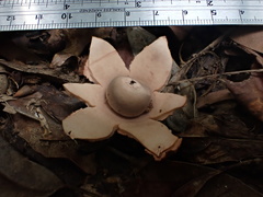 Geastrum litchiforme
