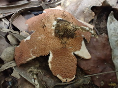 Geastrum litchiforme