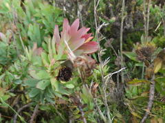 Leucadendron cordatum