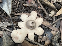 Geastrum litchiforme