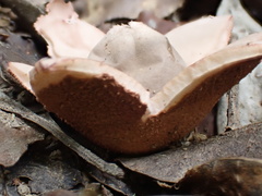 Geastrum litchiforme