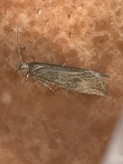 Bactra lancealana