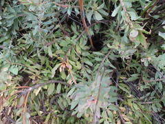 Leucadendron cordatum