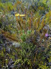 Euryops hebecarpus