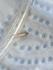 Blastobasis adustella