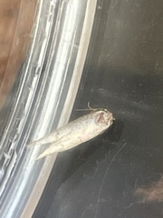 Blastobasis adustella