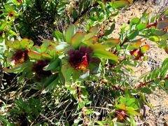 Leucadendron cordatum