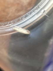 Blastobasis adustella