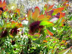 Leucadendron cordatum
