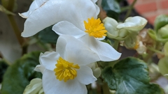 Begonia cucullata