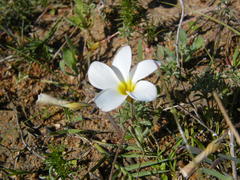 Oxalis argyrophylla
