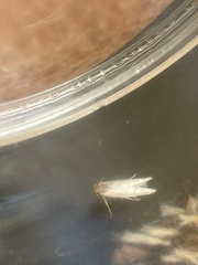 Blastobasis adustella