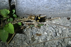 Pheropsophus jessoensis