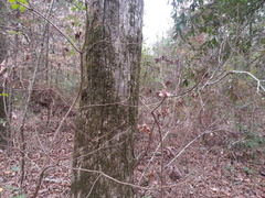 Rhododendron canescens