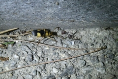 Pheropsophus jessoensis