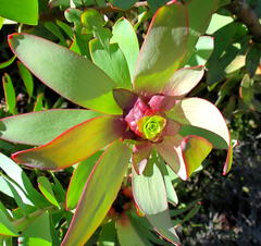 Leucadendron cordatum
