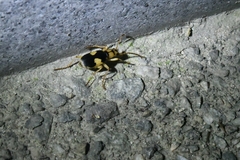 Pheropsophus jessoensis