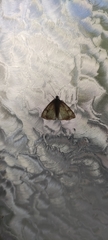 Lepidoptera