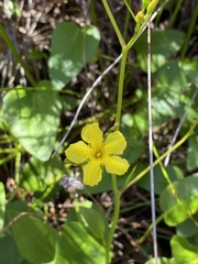 Liparophyllum exaltatum