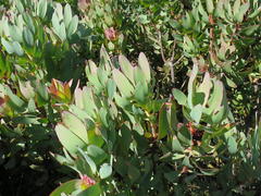 Leucadendron cordatum