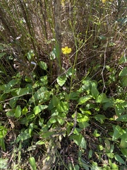 Liparophyllum exaltatum