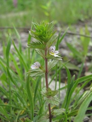 Euphrasia tatarica
