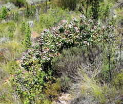 Leucadendron cordatum
