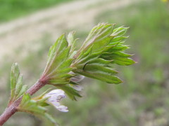 Euphrasia tatarica