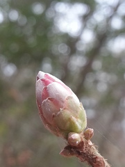 Rhododendron canescens