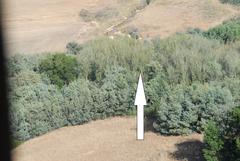 Populus × canescens