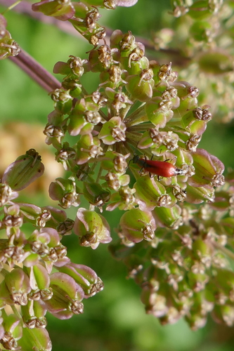 Red Malachite Beetle, Zwolle, Nederland, photo 5 of 10