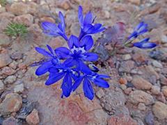 Codonorhiza elandsmontana