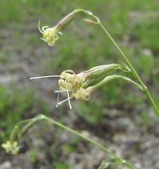 Silene saxatilis