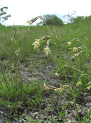 Silene saxatilis