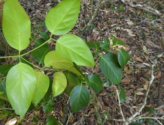 Psydrax lamprophylla