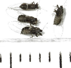 Bactericera cockerelli