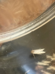 Blastobasis adustella