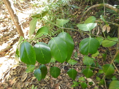 Psydrax lamprophylla