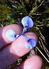 Moraea tripetala tripetala