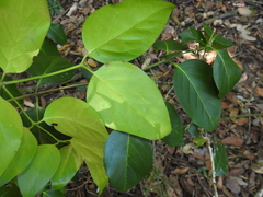 Psydrax lamprophylla