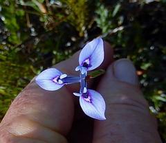 Moraea tripetala tripetala