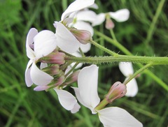 Hesperis matronalis voronovii