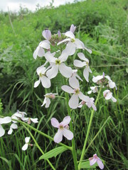 Hesperis matronalis voronovii