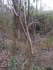 Rhododendron canescens
