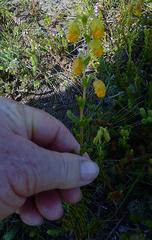 Hermannia concinnifolia