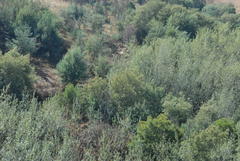 Populus × canescens